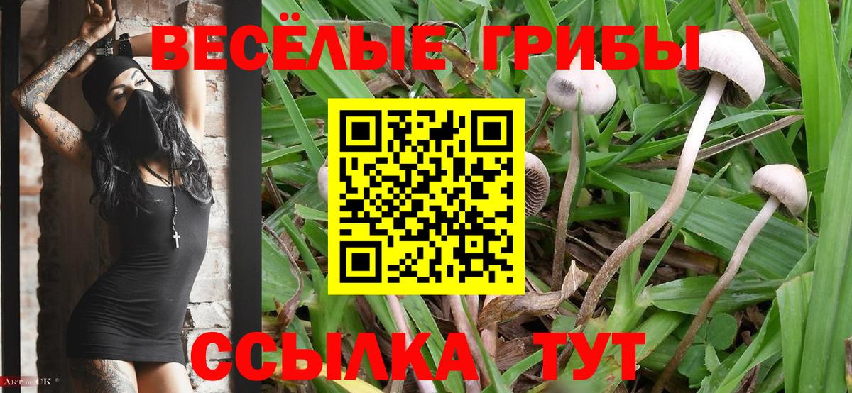 что такое наркотик  Вход с VPN  Галлюциногенные грибы Psilocybine cubensis  Новочеркасск  Псилоцибиновые грибы мицелий 